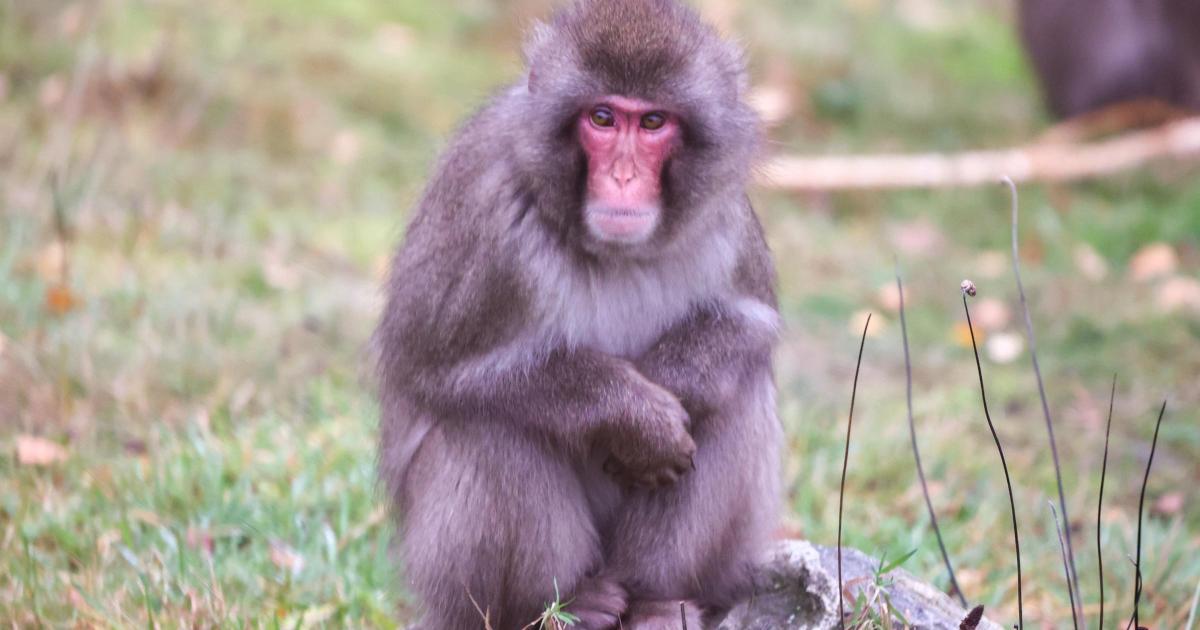 Highland Wildlife Park Launches Drone Hunt for Escaped Macaque Luka, Public Warned