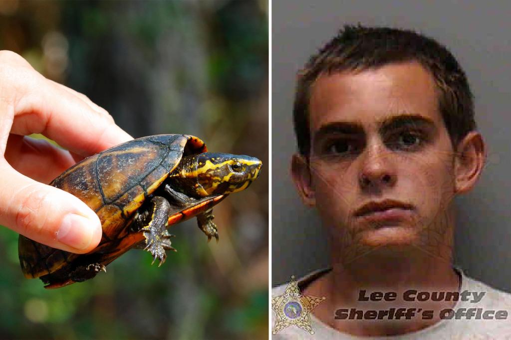 Iowa Man Charged with Over 100 Counts for Endangered Turtle Trafficking
