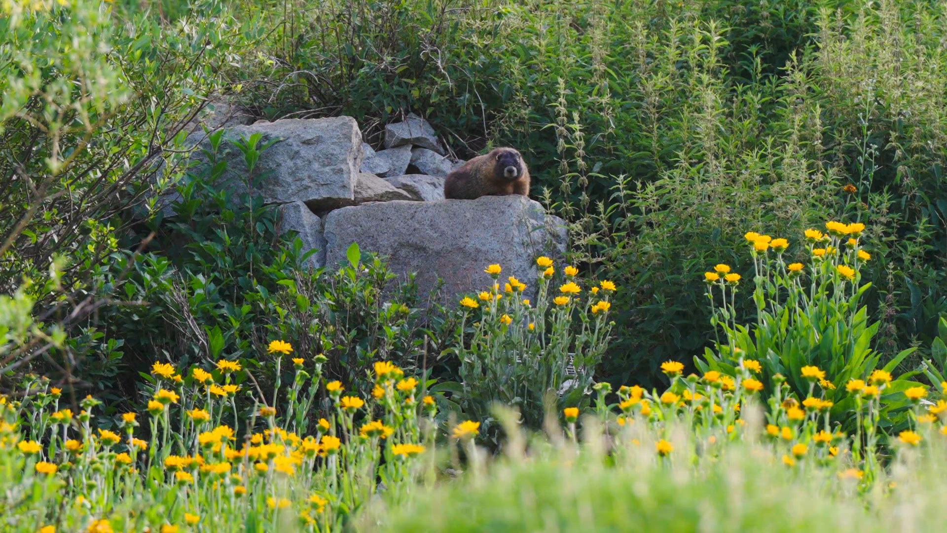 Researchers in Colorado Launch Annual Fat Marmot Week Contest to Promote Marmot Awareness