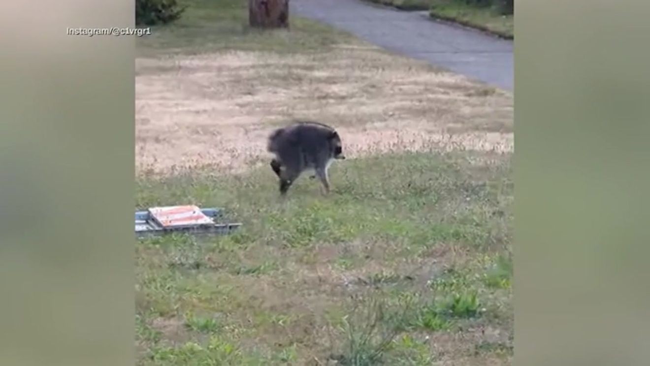 Governor Ferguson names beloved raccoon Jimothy 'Washingtonian of the Day' for his viral resilience