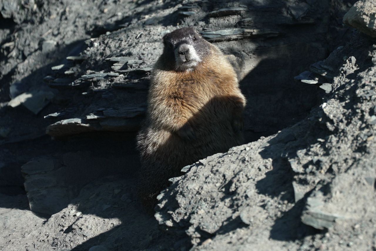 Scientists Launch Fat Marmot Week to Support Research Amid Federal Funding Cuts