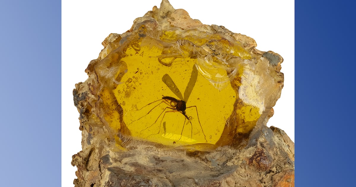 Original Jurassic Park mosquito prop sells for $403,000 at a recent Los Angeles auction.