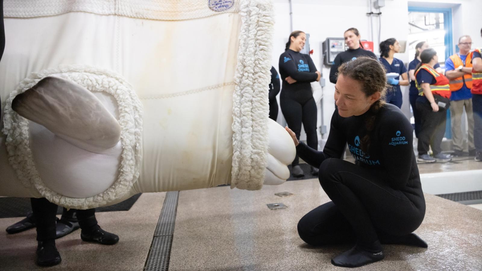 Rescued beluga whale Peekachu dies suddenly at Shedd Aquarium following international relocation effort.