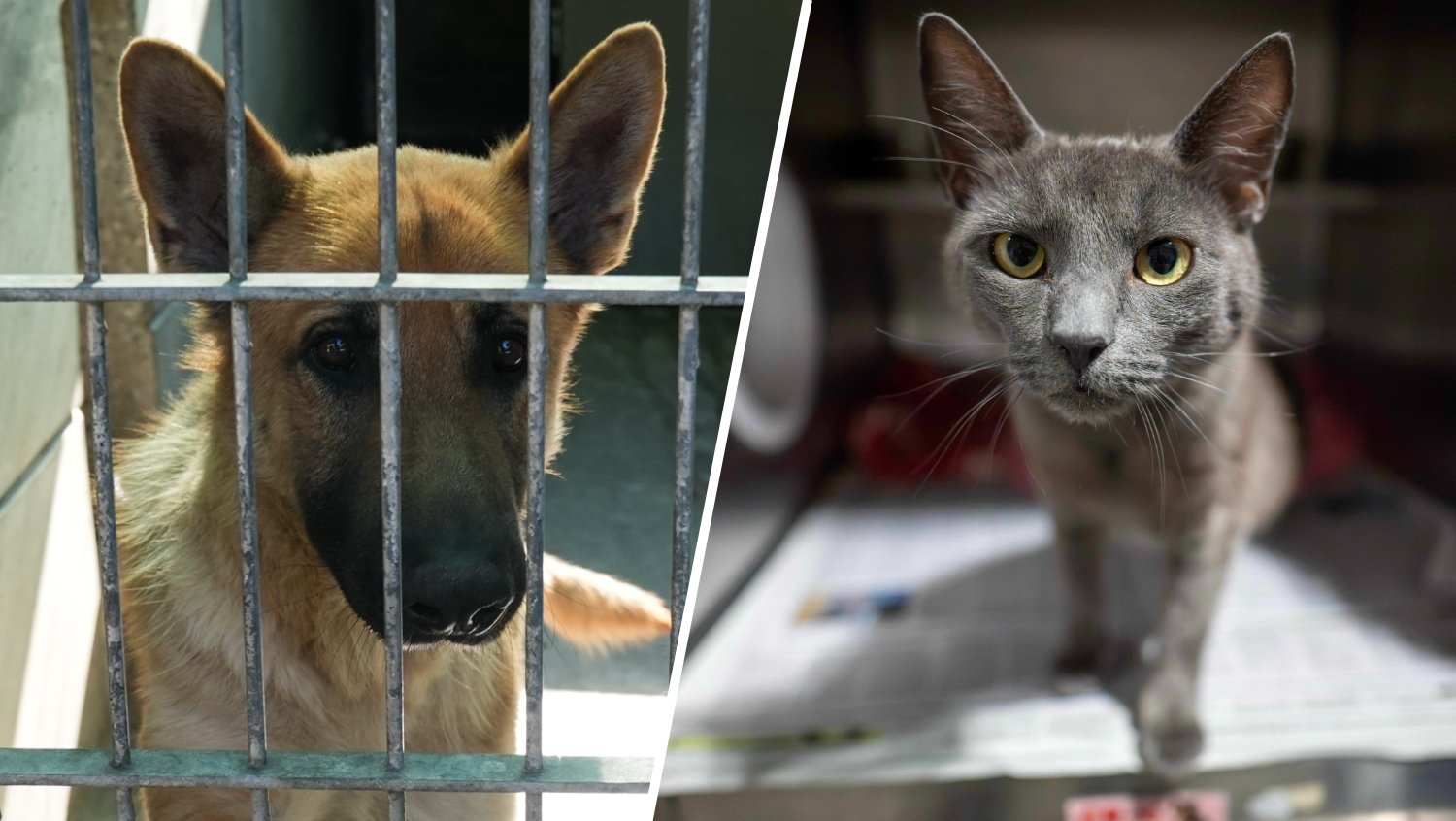 Clear The Shelters 2026 campaign begins, driving thousands of pet adoptions and donations nationwide.