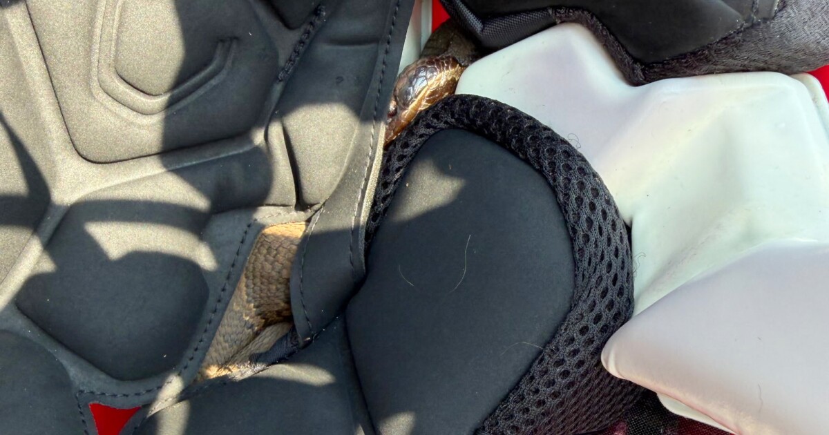 Arkansas High School Player Wore Helmet With Venomous Snake for an Hour