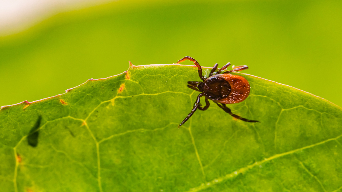 EMA Validates Pfizer and Valneva's Lyme Vaccine, Initiating European Regulatory Assessment