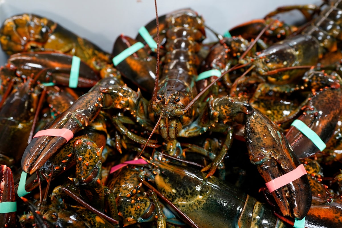 Canada drops U.S. seafood from retaliatory tariffs following industry feedback.