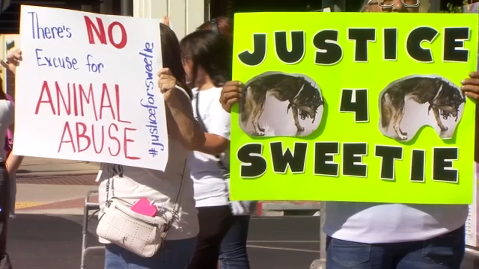 Animal advocates rally for justice for Sweetie the husky amid cruelty investigation.