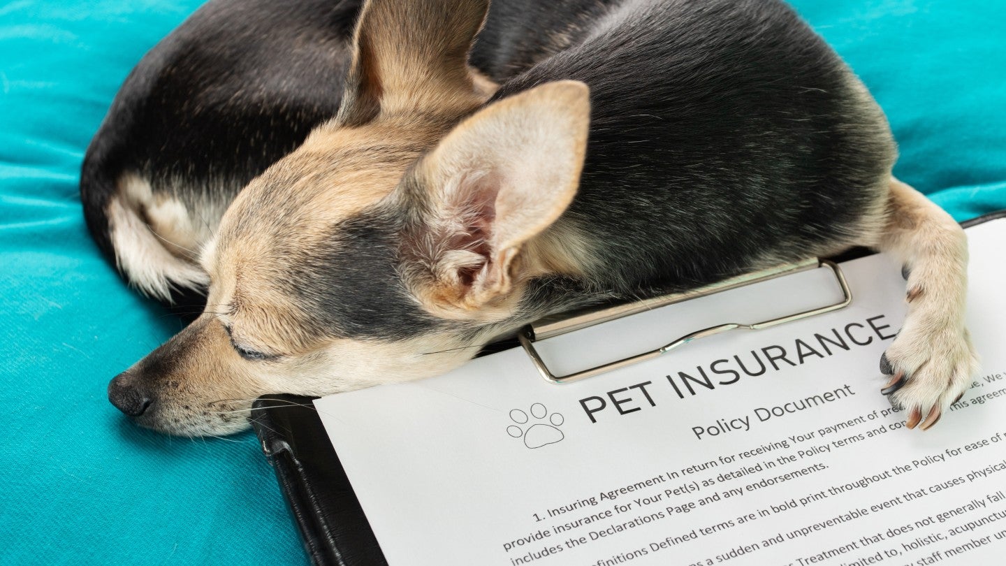 Trupanion and Digitail Integrate Veterinary Portal for Faster Claims and Pet Care