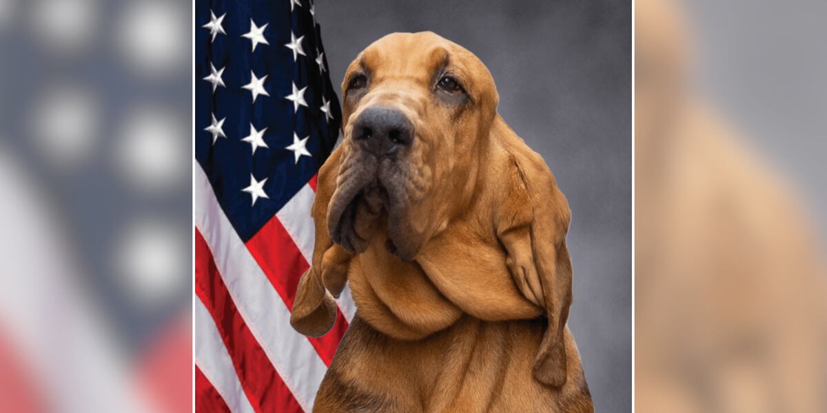 Virginia State Police investigate after Charlottesville K-9 Blue found dead in handler's vehicle
