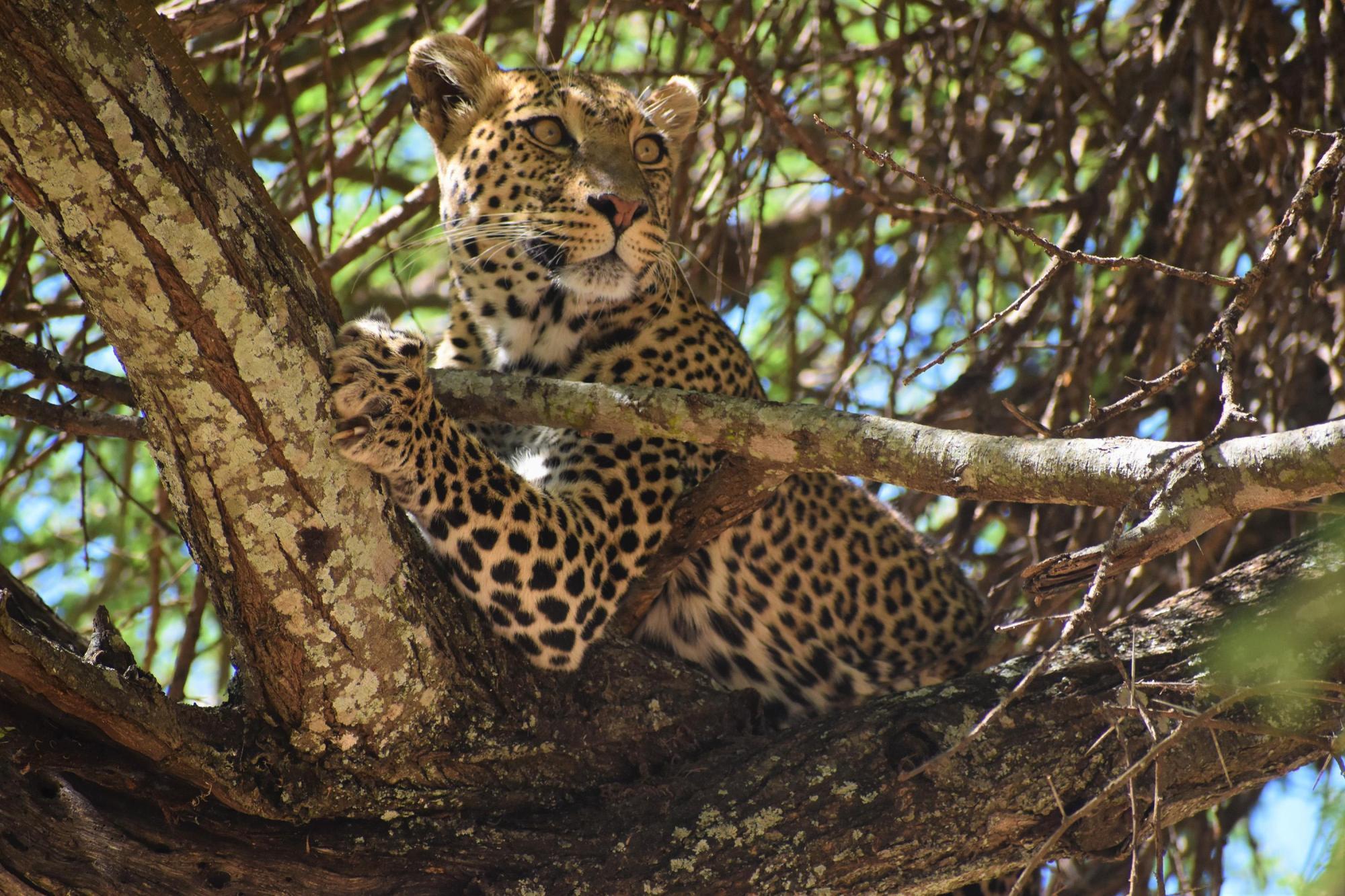 SkySafari Reimagines the Traditional Tanzanian Wildlife Journey Across Iconic Reserves