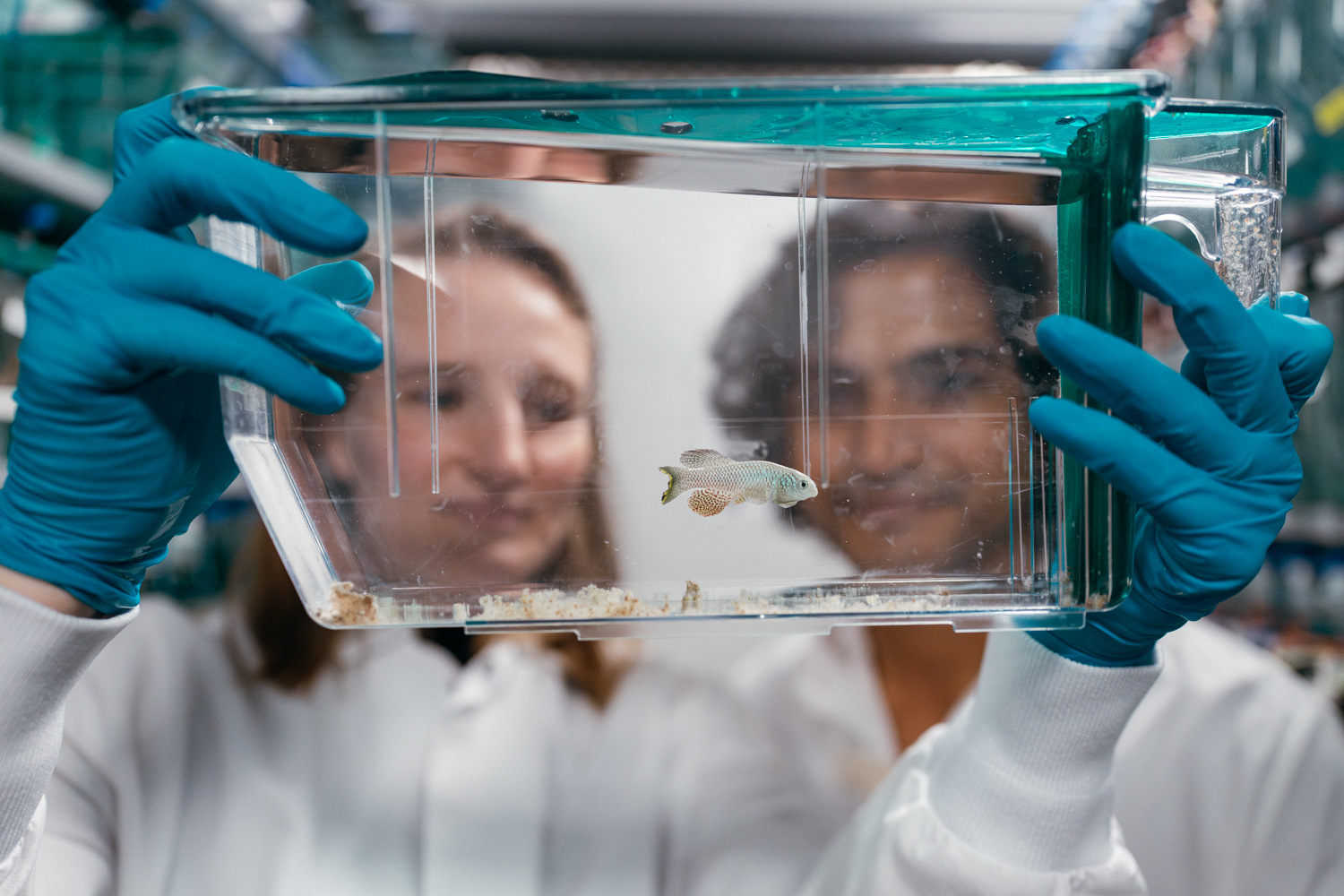 Stanford Study Reveals African Killifish Behavior Suggests Aging Occurs in Distinct Stages