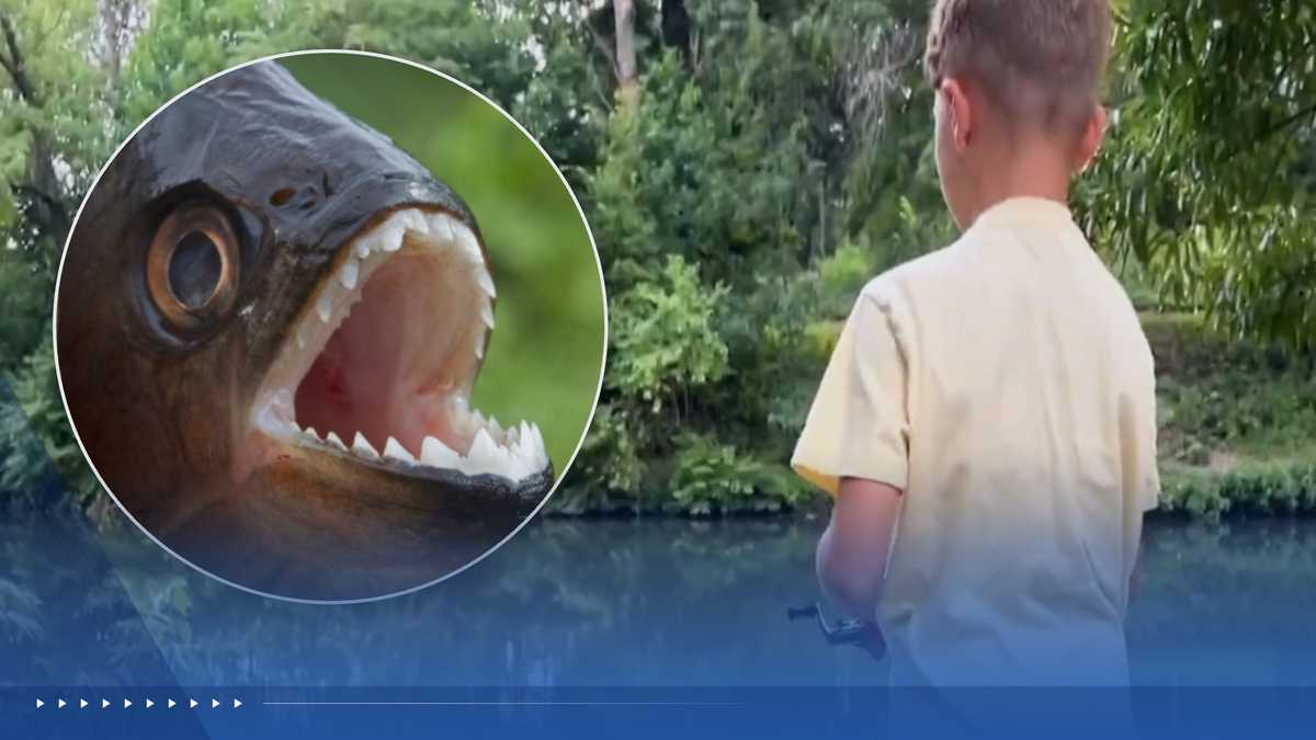 Eight-Year-Old Angler Catches Piranha in Pennsylvania Lake, Officials Suspect Discarded Pet