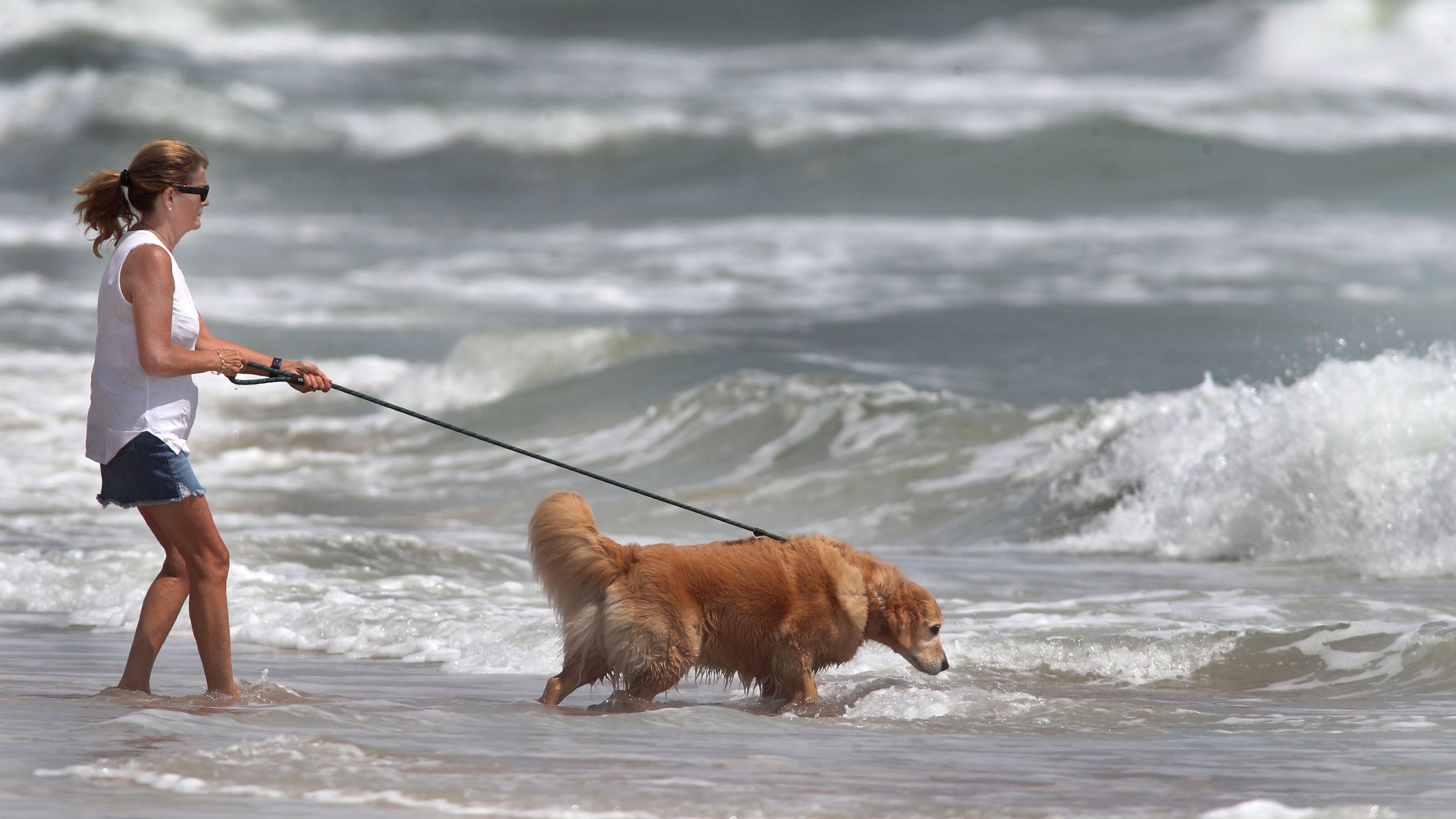 WalletHub Ranks Three Florida Cities, Led by Tampa at No. 2, Among Nation's Most Pet-Friendly