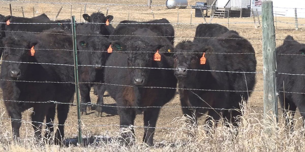 South Dakota Cattle Group Pushes Back Against Trump Meat Processing Proposal