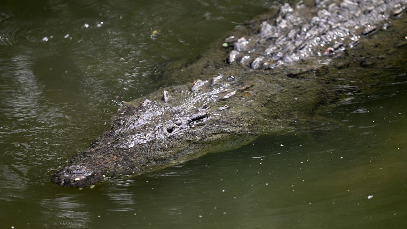 Israeli Court Blocks Controversial Crocodile Transfer for Prison Moat Project