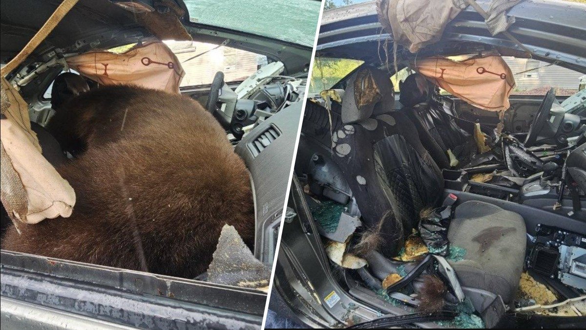 A 300-pound bear dies after becoming trapped inside a car in Colorado Springs.