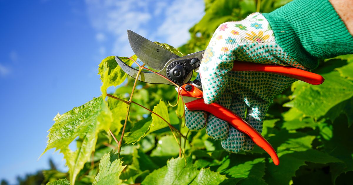 Gardeners advised to complete key tasks this weekend for thriving grapes, herbs, and raspberries.