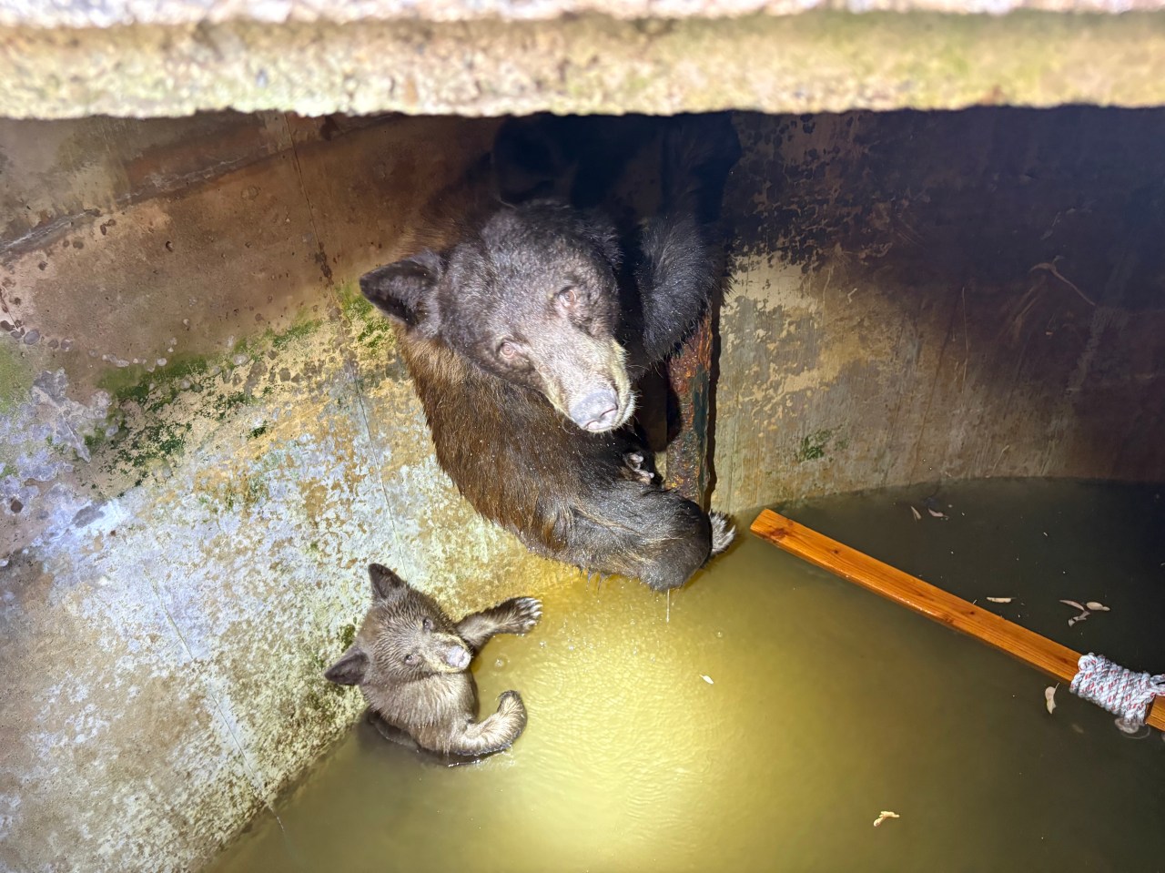 Firefighters safely rescue a mother bear and her cubs from a La Verne water cistern.