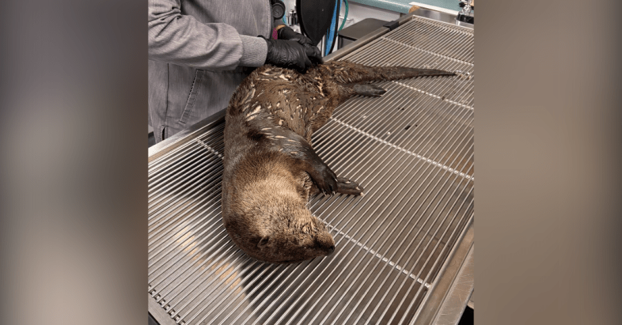 California Wildlife Center Expects Speedy Recovery for River Otter After Car Strike Causes Brain Swelling