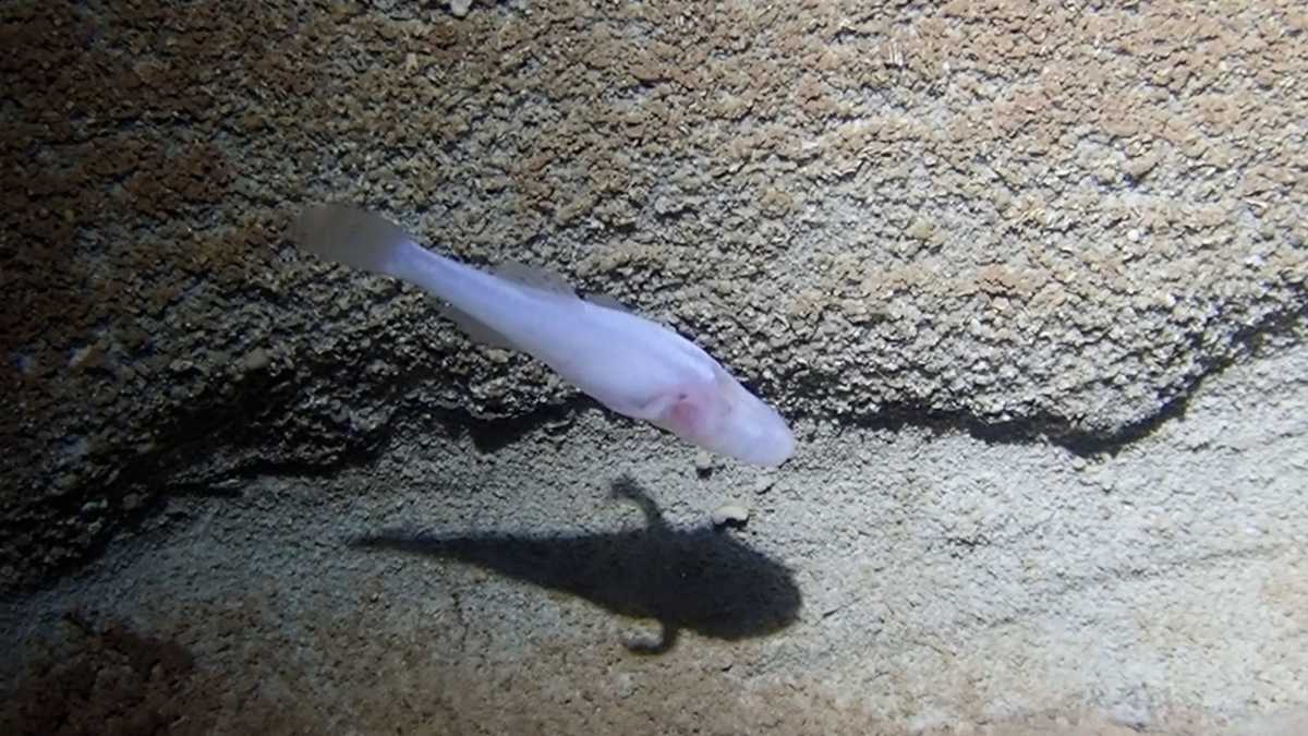University of Alabama Scientists Discover New Eyeless Cavefish, Potentially Among World's Rarest Species