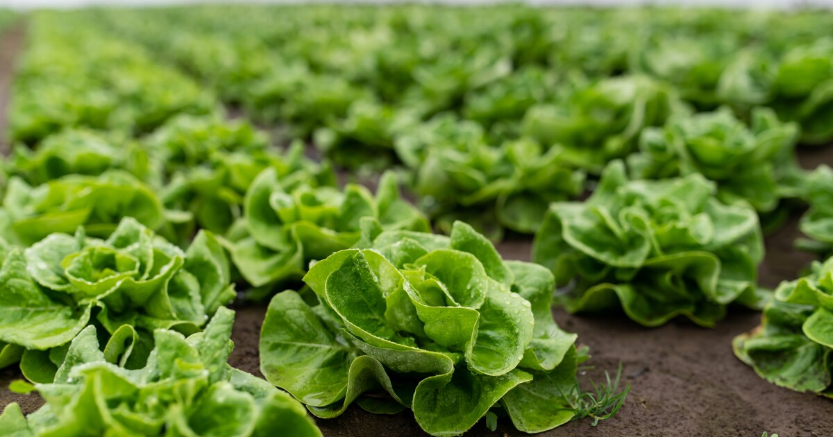 FDA Confirms Recalled Lettuce Is Off Market As Cyclosporiasis Outbreak Lingers