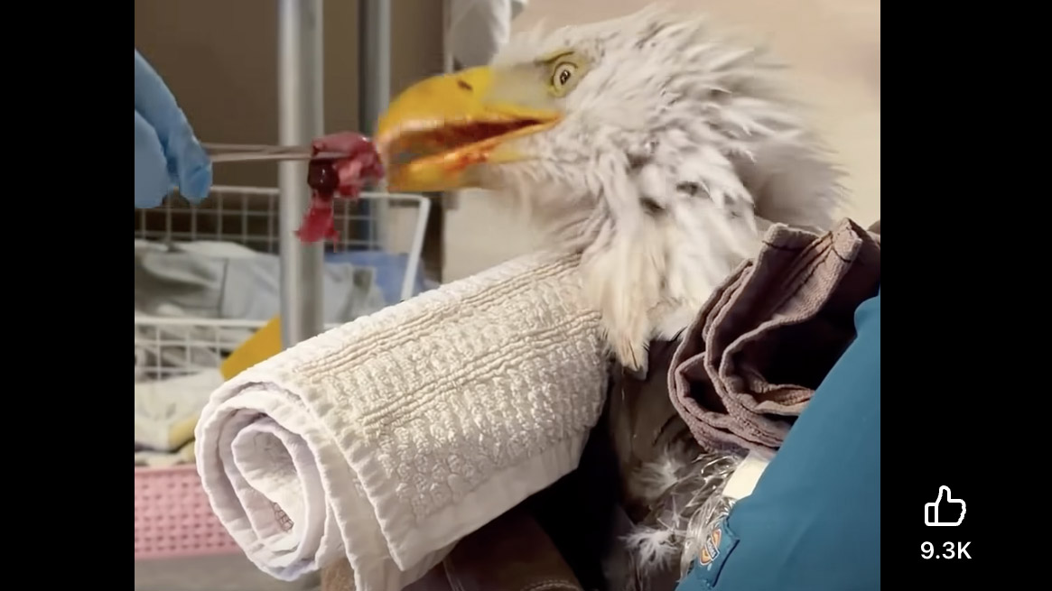 Big Bear's Famous Eagle Jackie Still Awaits Diagnosis Amid Ongoing Health Mystery