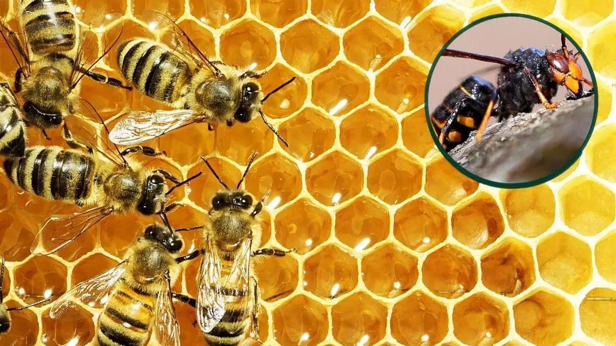 La avispa oriental destroza la apicultura malagueña con reducciones del 55 por ciento