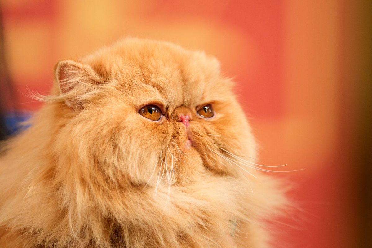 New study of nearly five hundred cats reveals genetic links to human cancer