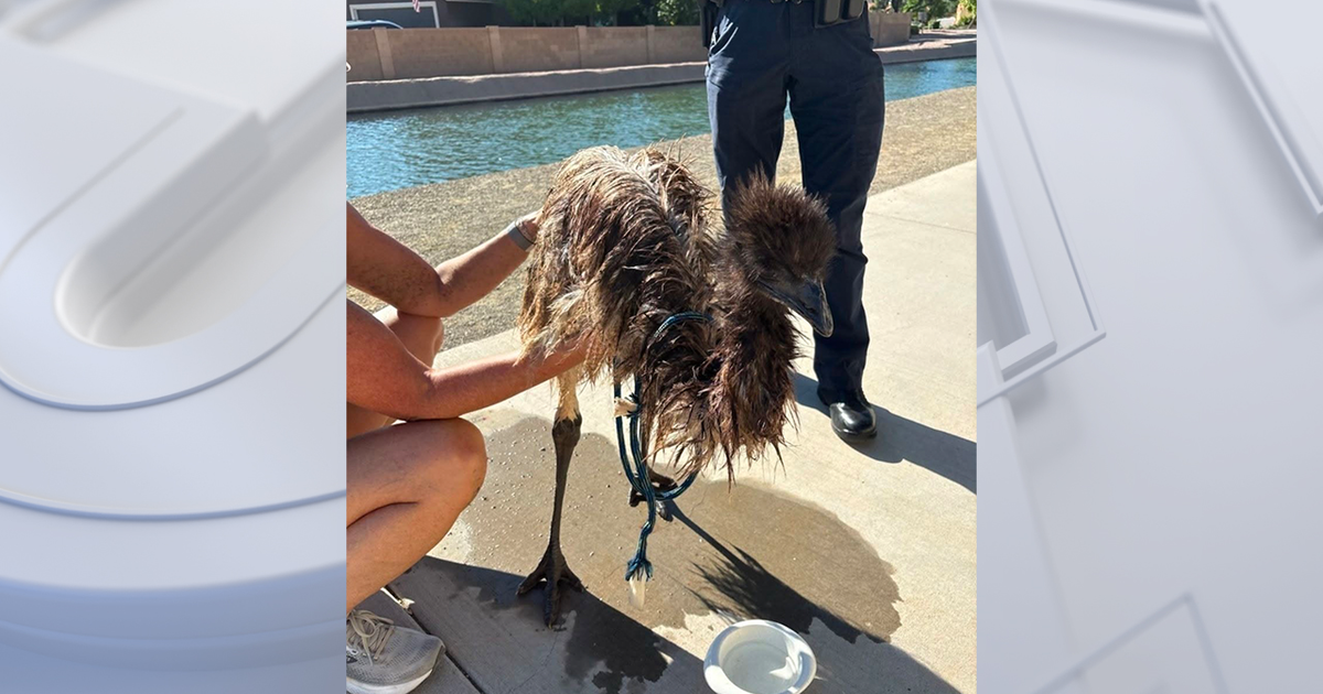 Emus Rescued in Arizona and New York