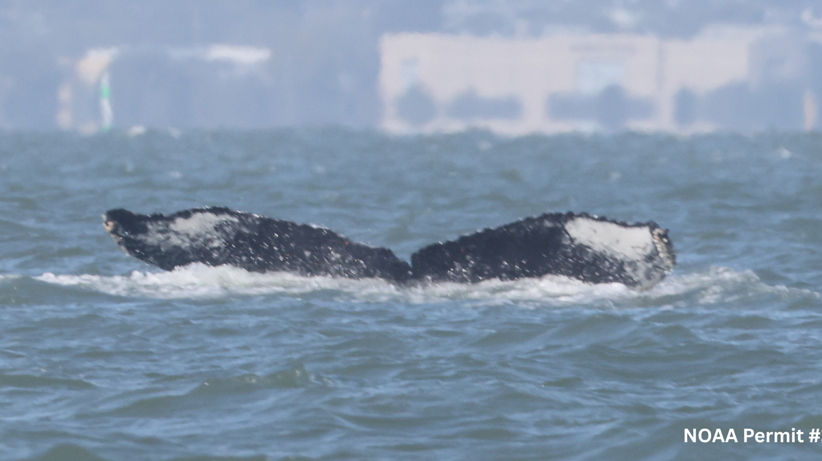 Humpback whales have been spotted in unusual California and New Zealand waterways, prompting wildlife warnings.