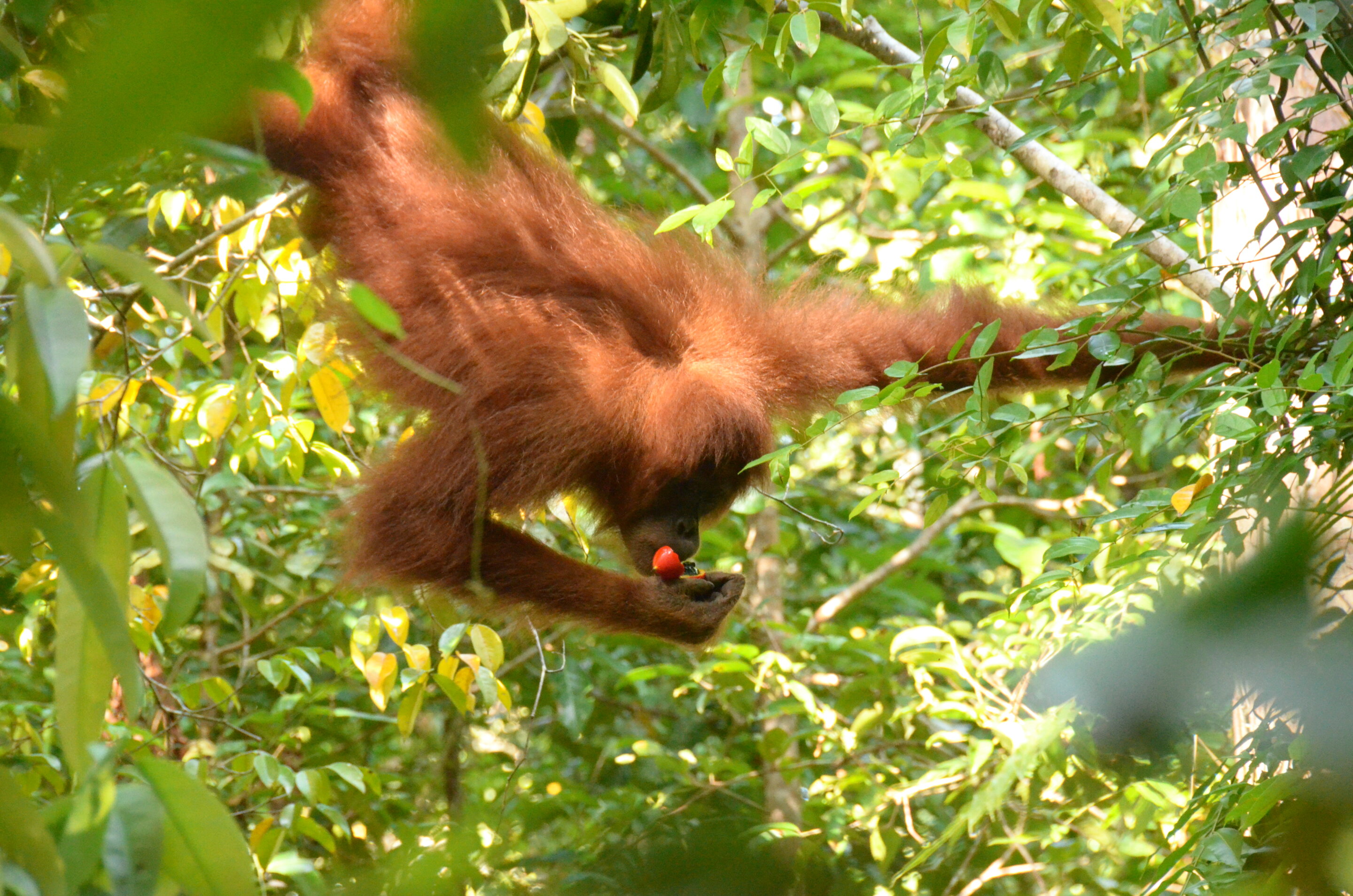 Young orangutans spend eight years mastering complex survival and diet skills from their mothers.