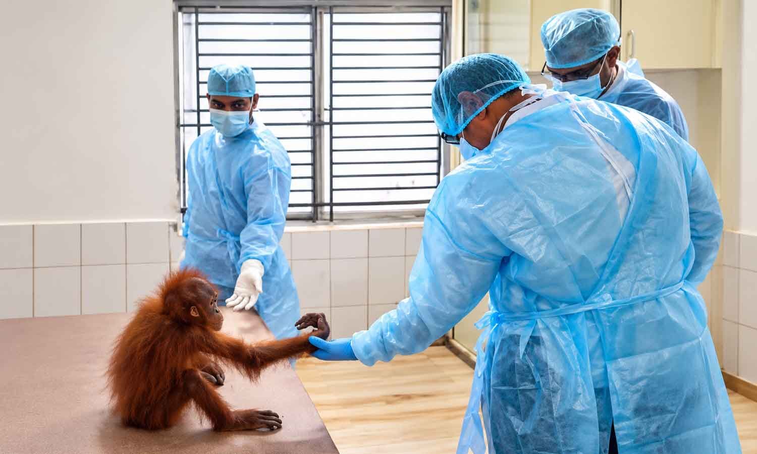 Rescued Orangutan Infant Develops Fever Under Veterinary Care at Nandankanan Zoo