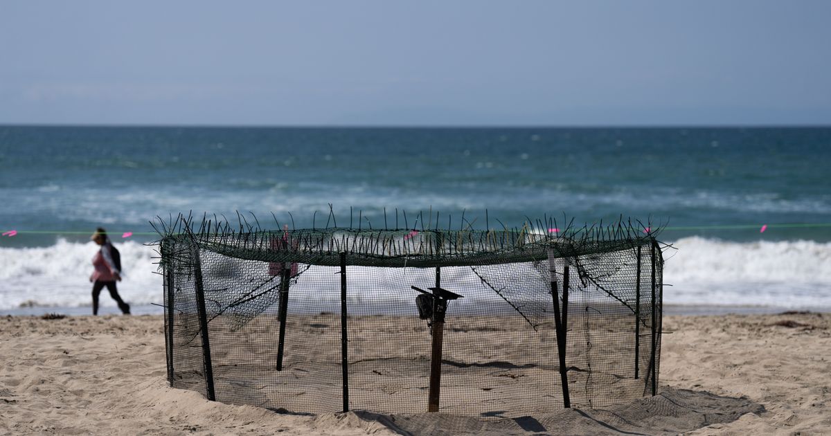 Rare Sea Turtle Nesting Events Recorded in California and Malaysia