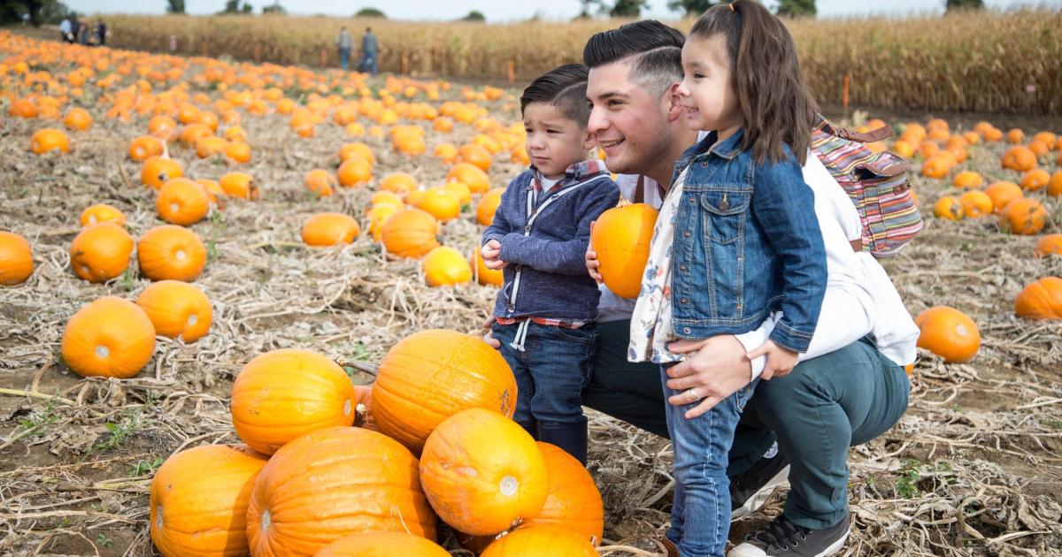 Families Can Enjoy Autumn Events, Pumpkin Festivals, and Nursery Open Days