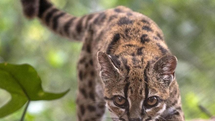 Científicos descubren una nueva especie de gato silvestre en Bolivia
