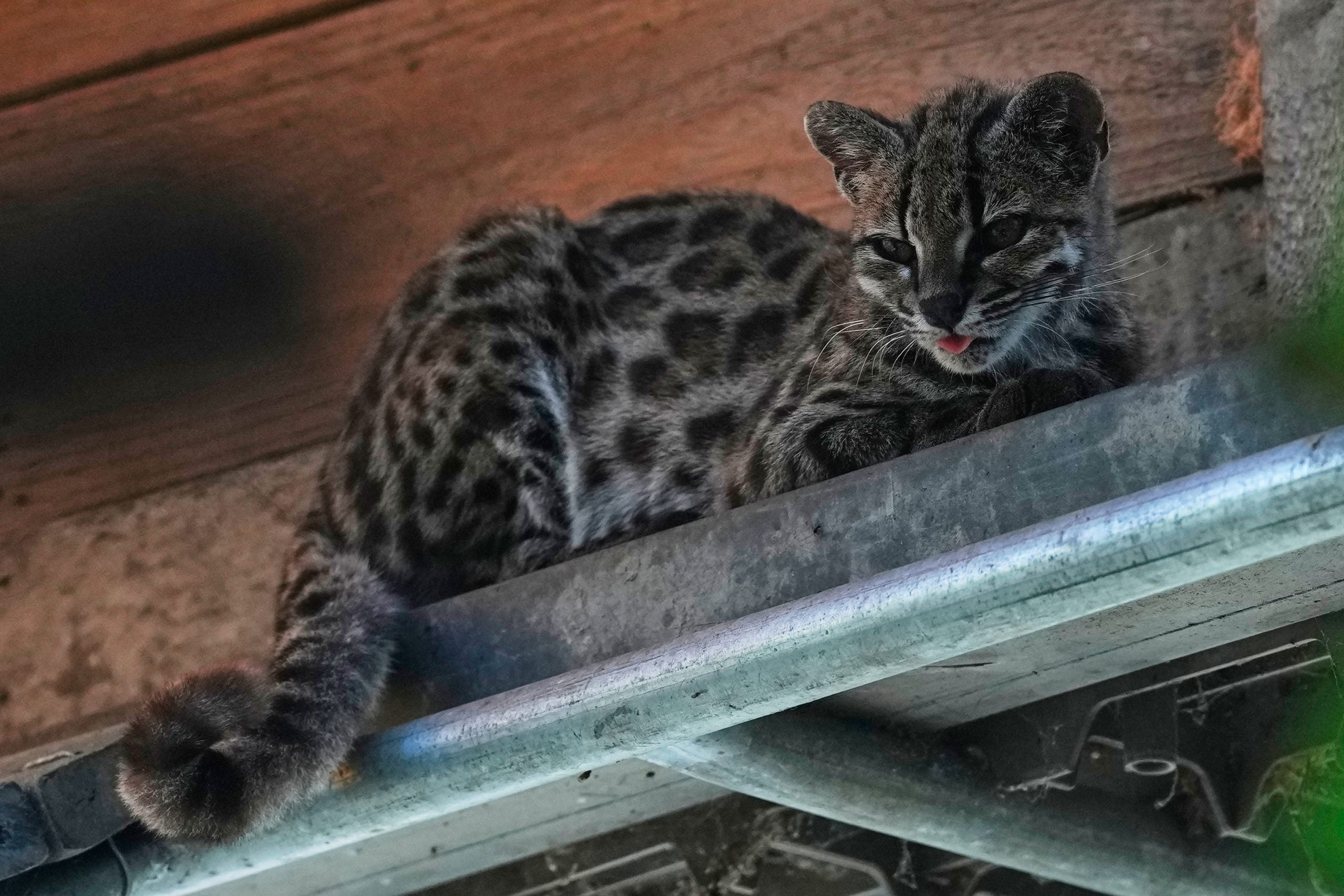 Scientists Identify First New Wild Cat Species in a Century in Bolivia