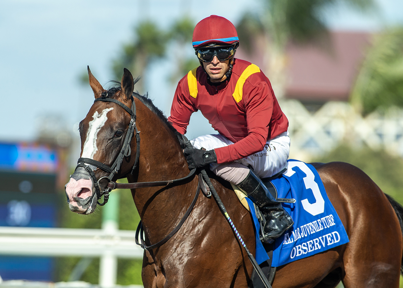 Eastern-based colt Observed captures the Del Mar Juvenile Turf in thrilling fashion.