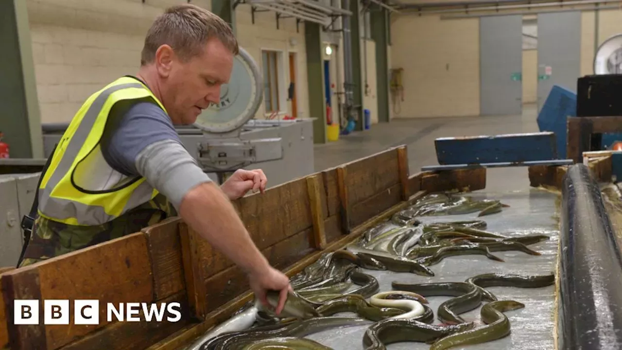 Northern Ireland Announces £700,000 Support Fund for Lough Neagh Eel Fishers