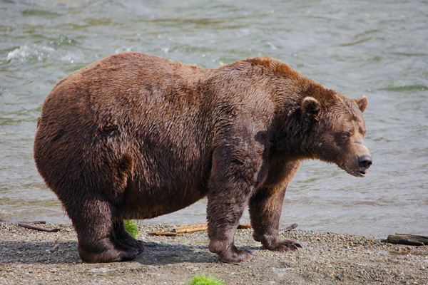 Surviving Bear 89 Wins 2026 Fat Bear Week After Dramatic Comeback