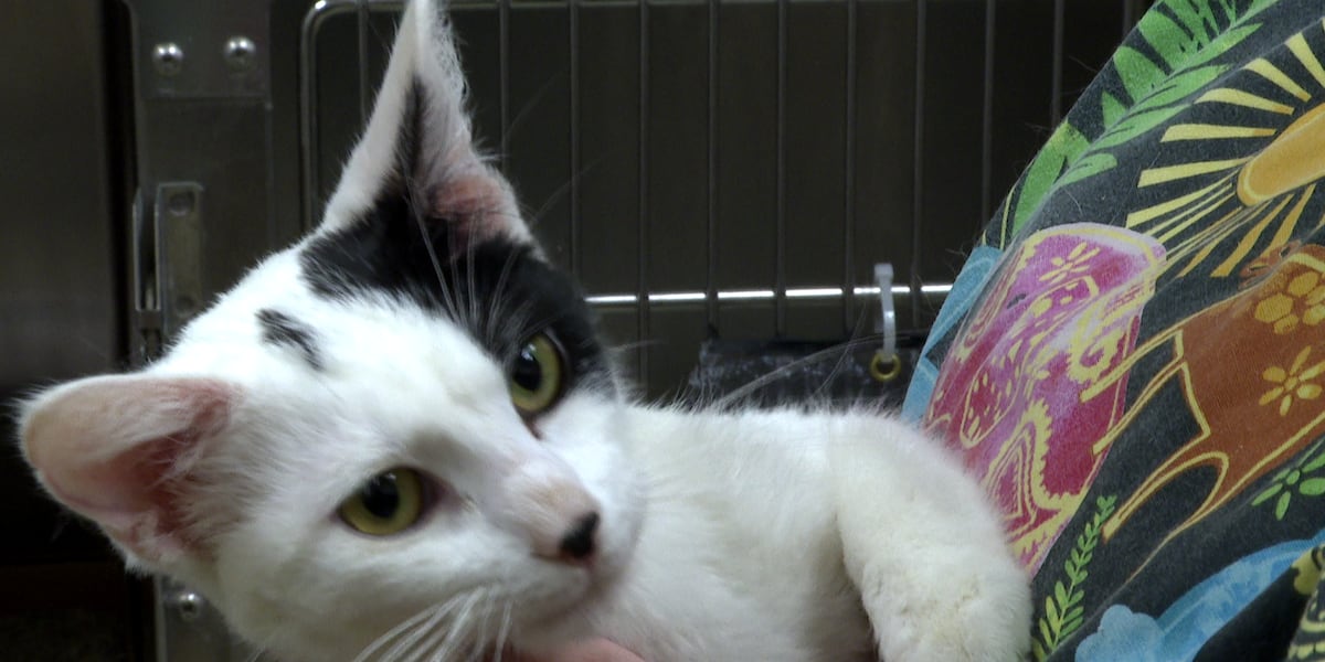 Two rescued kittens are recovering after being thrown from a truck covered in bleach.