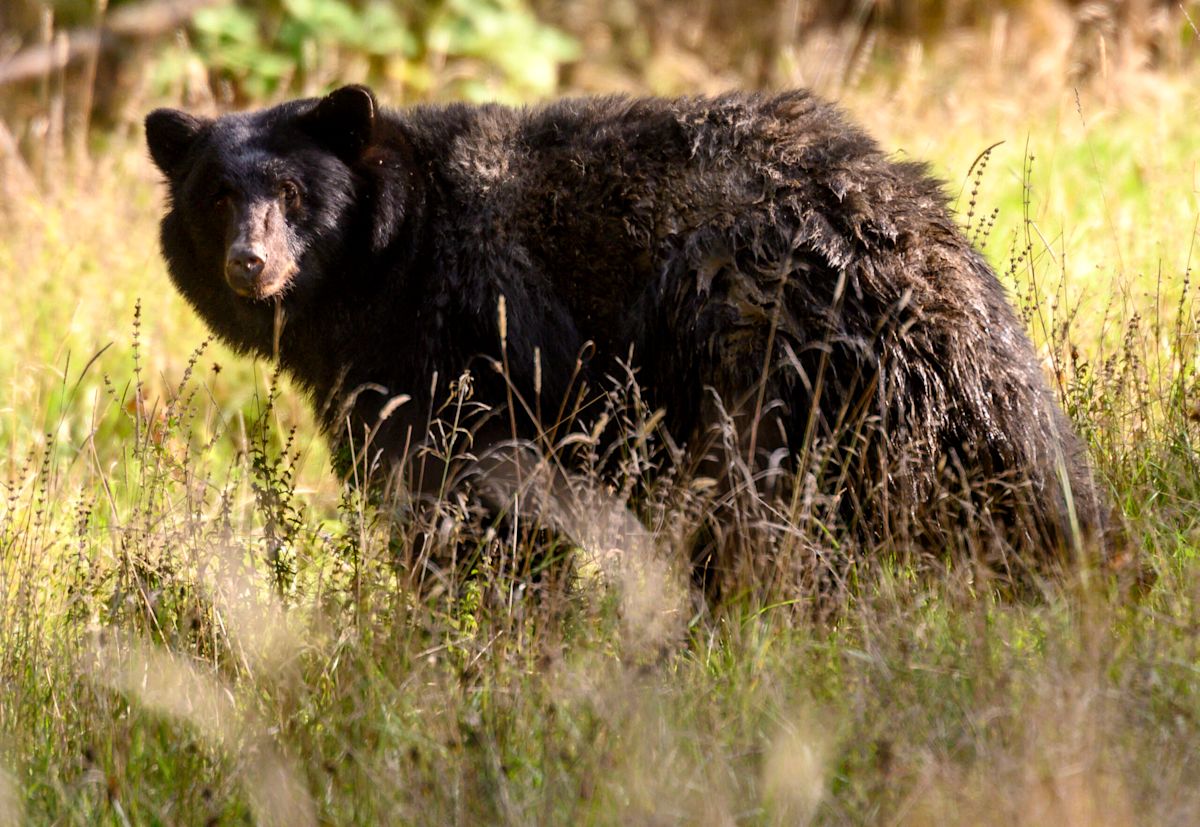 Alaska Moose Hunter Survives Brown Bear Attack