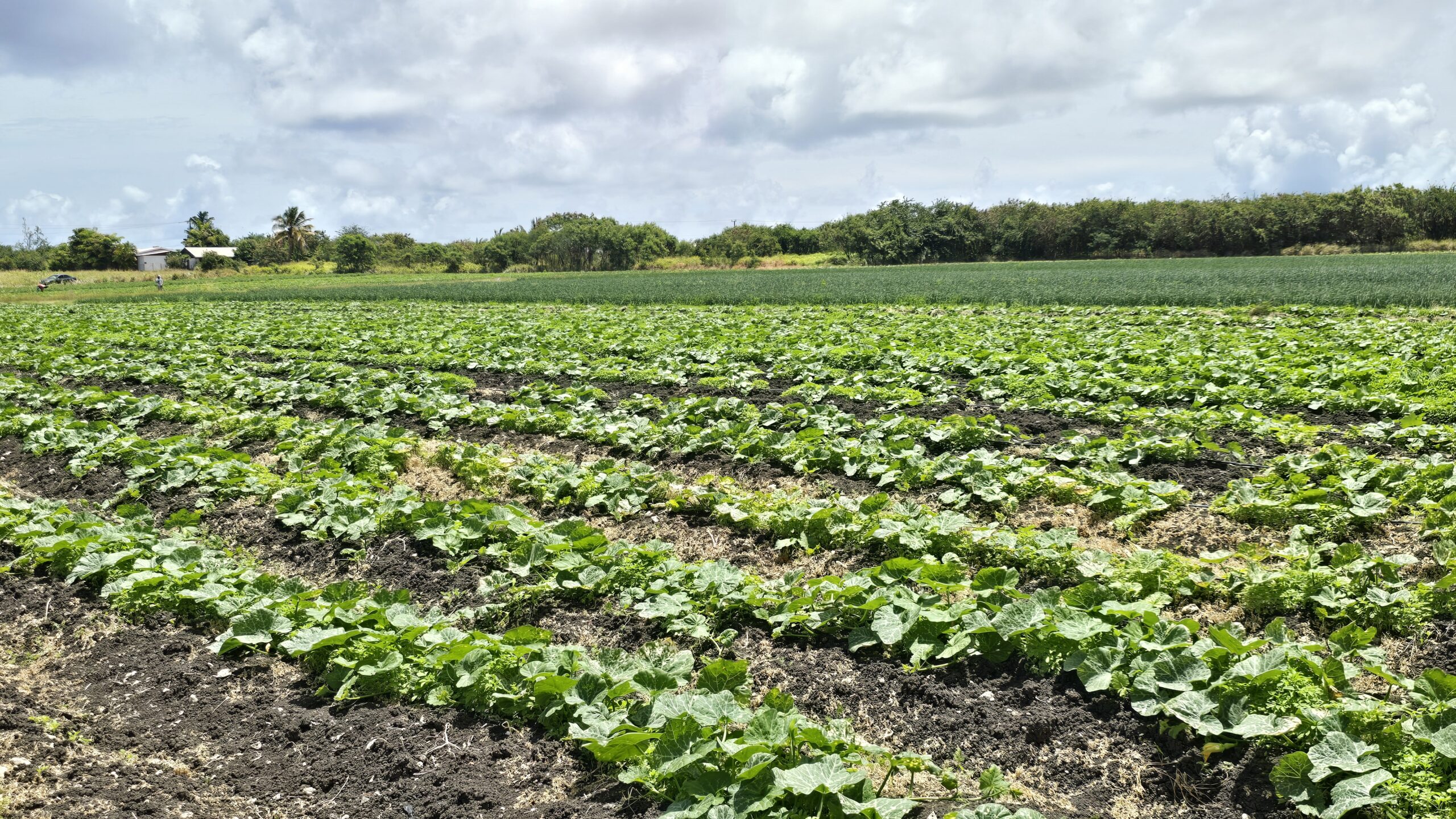 Drought Deepens Across Texas, Arkansas