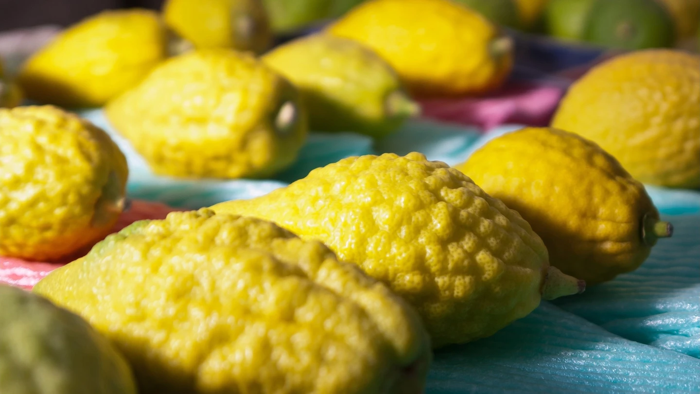 Jews Worldwide Observe Sukkot, Celebrating Harvest, Vulnerability, and Community Unity
