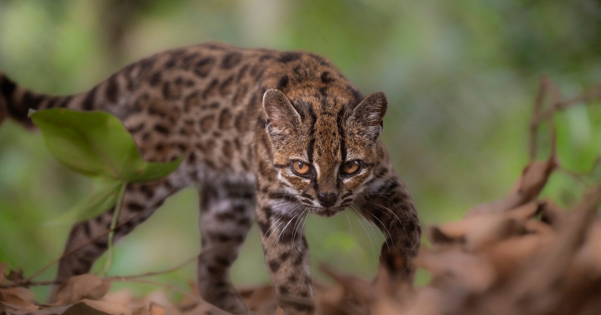 Scientists identify first new cat species in a century in Bolivia's cloud forests.