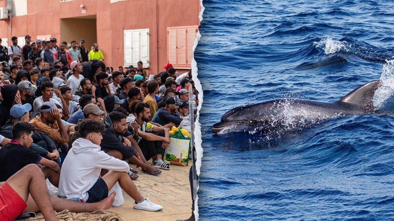 Spanish Authorities Investigate Footage Showing Men Mistreating Protected Dolphin in Ceuta