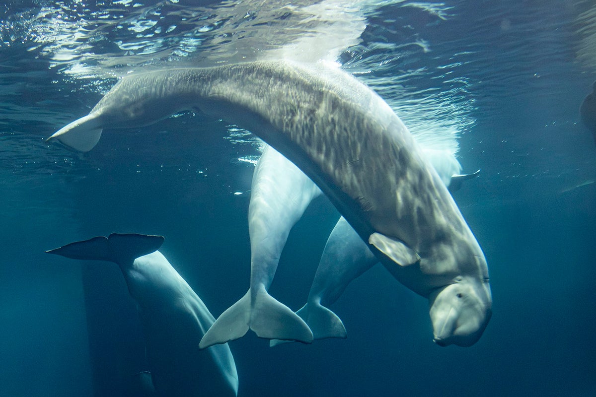 Two Beluga Whales Die at Chicago Aquarium Including a Recent Canadian Rescue