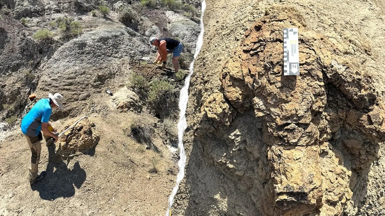 Possible First Adult T. Rex Trackway Found