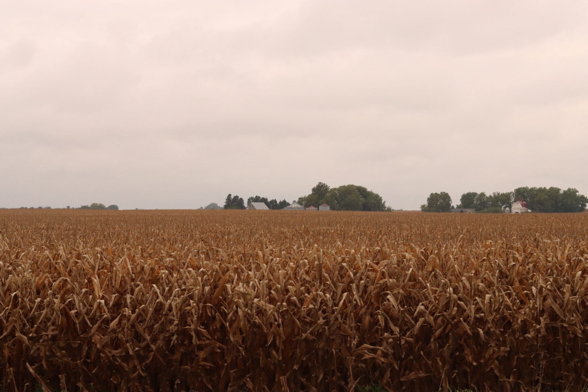Saskatchewan and Manitoba Farmers Face Harvest Delays and Spiraling Fuel Costs