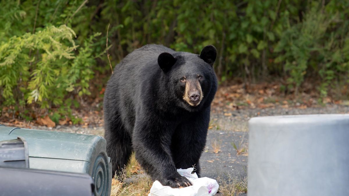Recent Black Bear Attacks Injure Four Across Colorado and Washington